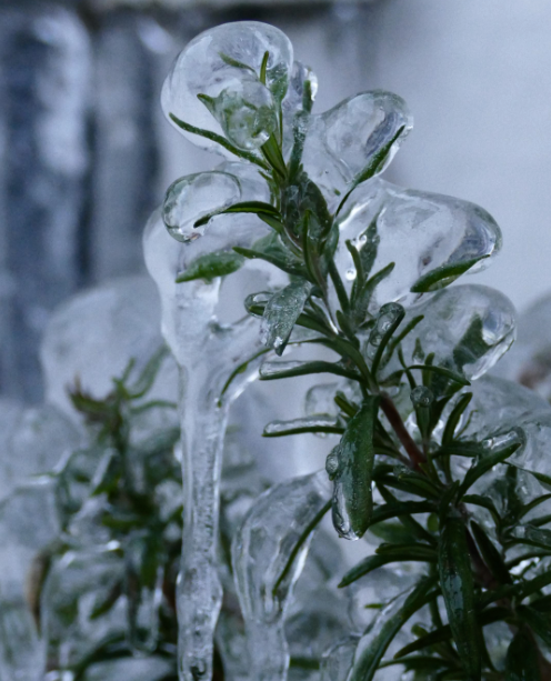 凍った植物画像